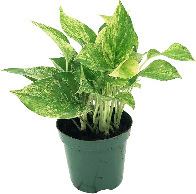 Live Pothos Plant - Epipremnum aureus ‘Marble Queen Pothos’ - ragnaroc Tropical Plant 5-8” Tall - 1ct Live Arrival Guaranteed - Low Maintenance House Plants for Home Decor & Gift