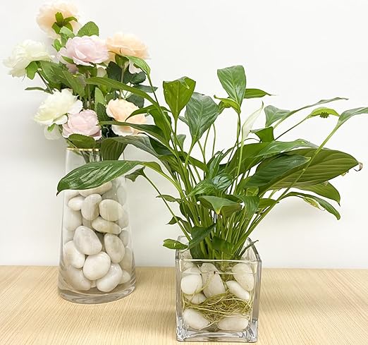 10 lbs Large River Rocks for Landscaping, 2-3 inch Polished White Pebbles for Plants, Decorative White Stones for Planters Vase Aquarium and Outdoor Garden Rocks