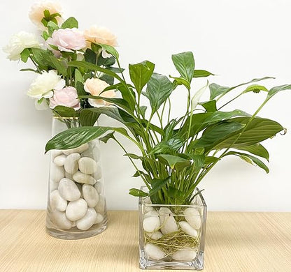 20 lbs White Pebbles for Indoor Plants, 0.8-1.2 inch Small River Rocks for Plants. Decorative White Stones for Planters Vase Fish Tank and Outdoor Garden Landscaping Rocks