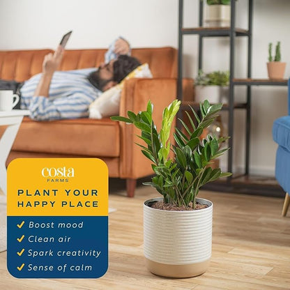 Costa Farms ZZ Live Plant in Decorative Pot, Easy to Maintain, Large Air Purifying Indoor Houseplant, Perfect for Home, Room, or Office Decor, Great House Warming or Birthday Gift, 2-3 Feet Tall