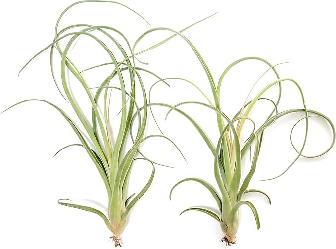 Air Plant Shop 5 Pack Tillandsia Curly Slim (T. Intermedia x T. Streptophylla) Air Plant - Succulents - Live Tillandsia - Easy Care Indoor and Outdoor House Plants