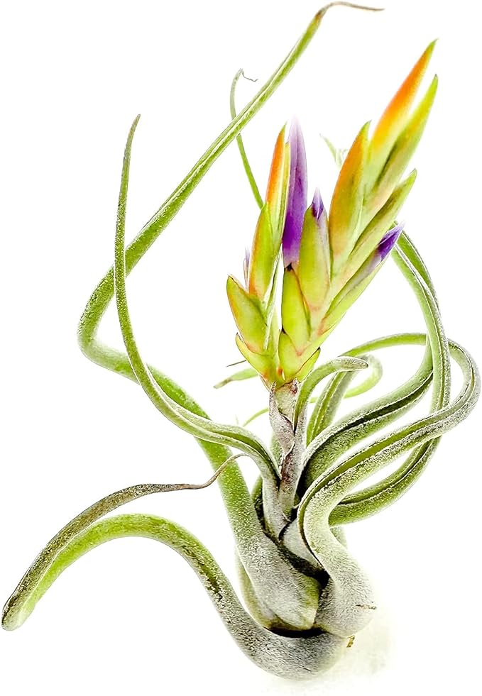 ragnaroc Air Plants - Flowering Tillandsia Caput Medusae, Large 5-7" - 1ct - Live Arrival Guaranteed - House Plants for Home Decor & Gift
