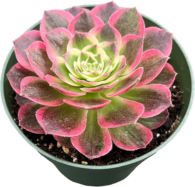 Live Succulent Plants Aeonium 'Dark Sea', Rare Succulents Fully Rooted in 4" Pots with Soil, Easy-Care House Plant, with Heat Pack for Winter Shipping