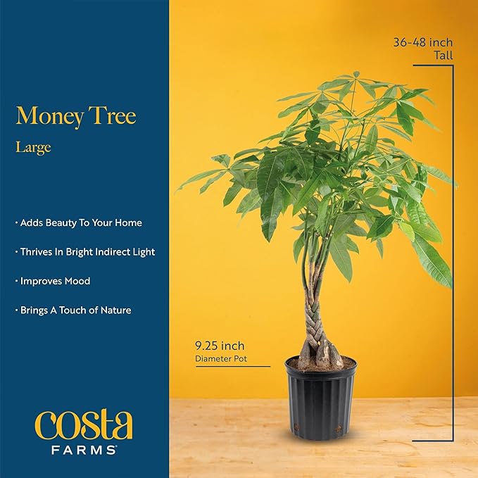 Costa Farms Money Tree Live Plant in Decorative Pot, Air Purifying, Large Indoor Houseplant, Perfect for Home, Room, or Office Decor, Great House Warming or Birthday Gift, 3-4 Feet Tall