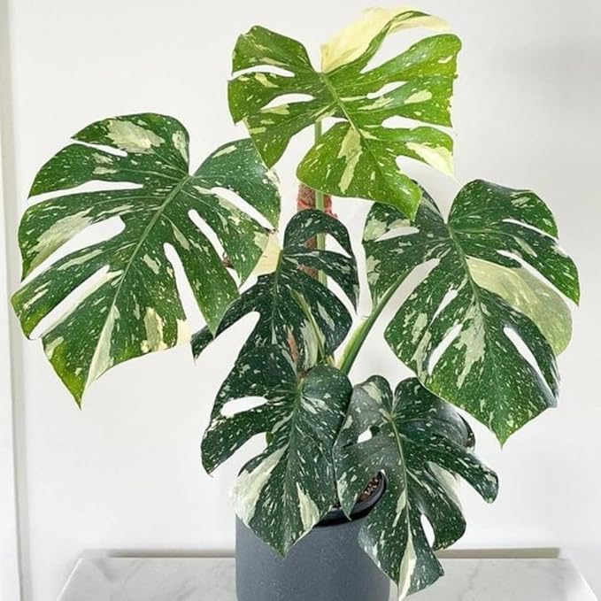 Thai Constellation Monstera Plant, Live Variegated Monstera Houseplant, 4-6 Inches Tall for Indoor or Outdoor Planting