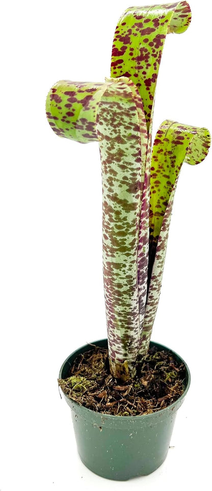 ragnaroc Live Plants – Bromeliad Billbergia Marmorata, 12" in 5" Pot - 1ct - Live Arrival Guaranteed - House Plants for Home Decor & Gift