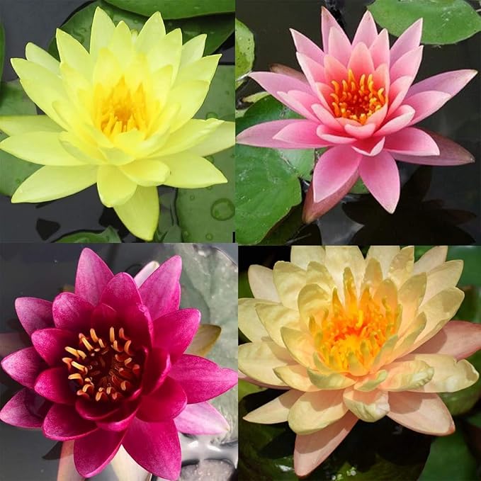 100 Mixed Bowl Lotus Seeds, Aquatic Perennial Lotus Seeds for Planting, Bonsai Lotus Flowers for Indoor and Outdoor, Water Lily Flowers for Bowl and Garden