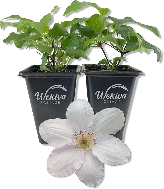 Clematis Guernsey Flute - 2 Live Starter Plants in 2 Inch Growers Pots - Starter Plants Ready for The Garden - Rare Clematis for Collectors