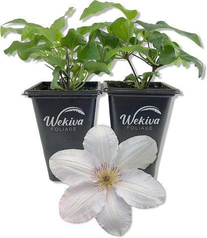 Clematis Guernsey Flute - 2 Live Starter Plants in 2 Inch Growers Pots - Starter Plants Ready for The Garden - Rare Clematis for Collectors