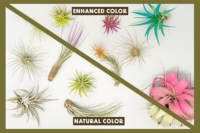 Coral Colorful Tillandsia Air Plants - Long Lasting Color Enhanced Live Tillandsia Succulent House Plants - Home and Garden Decor - Easy Care Indoor/Outdoor Plants (Juncea, Pack of 3)