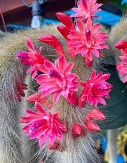 Monkey Tail Cactus Live Plant for Outdoor Planting, Monkey Tail Cactus for Ornamental Garden, in 2 Inches Pot