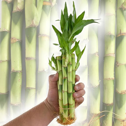 Lucky Indoor Bamboo - Live Plants - Ships Bare Root - 5-Pack of 8 Inch Straight Stalks - Air Purifying Feng-Shui Zen Garden Houseplants