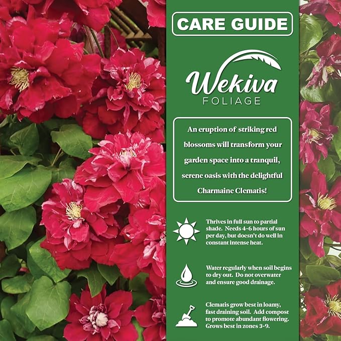 Clematis Charmaine - 2 Live Starter Plants in 2 Inch Growers Pots - Starter Plants Ready for The Garden - Rare Clematis for Collectors