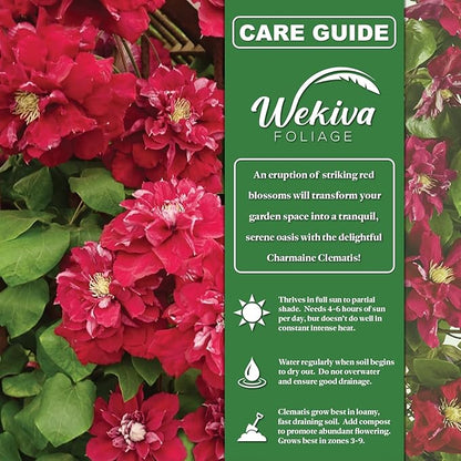 Clematis Charmaine - 2 Live Starter Plants in 2 Inch Growers Pots - Starter Plants Ready for The Garden - Rare Clematis for Collectors