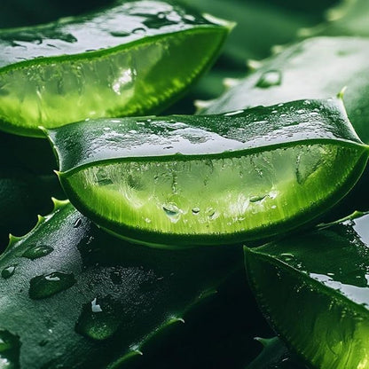 Live Aloe Vera Plant Succulent Trees | Aloe Vera Chinensis in Size 2 Pot | Suitable for Indoor or Outdoor Garden | Easy-Growing Aloe Vera Pen Plant Ideal for Home Décor