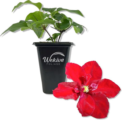 Clematis Charmaine - Live Starter Plant in a 2 Inch Growers Pots - Starter Plants Ready for The Garden - Rare Clematis for Collectors