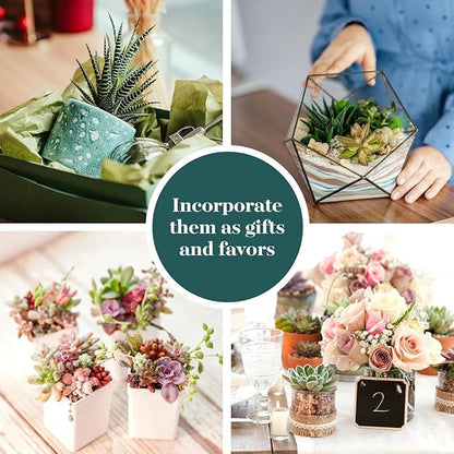 Shop Succulents Collectors Succulent Plant Pack Collection - Live Mini Succulent Plants, Low Maintenance, Colors & Textures - Wedding and Party Favors, Gift & Garden, Pack of 20