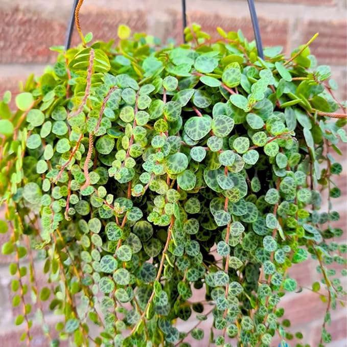String of Turtles Live Plants, Easy Indoor Trailing Succulent in 3" Pot, Hanging Succulent Houseplant Indoor Outdoor Planting