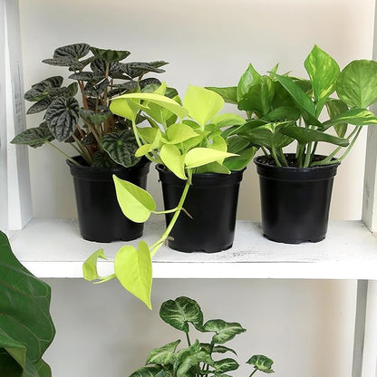 Essential Houseplant Collection (3PK) Live Plants Indoor Plants Live Houseplants in Plant Pots, Easy House Plants Indoors Live, Snake Plant, Pothos in Potting Soil, Clean Air Plants by Plants for Pets