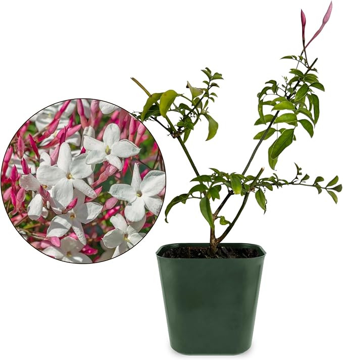 Generic Mini Pink Jasmine Vine, Fragrant and Live Houseplant, 2 Inch Pot, Jasminum Polyanthum (1) Just pruned