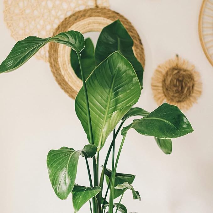 Live White Birds of Paradise Plant - 'White Birds of Paradise' Strelitzia nicolai - ragnaroc Tropical Plant 6-10” Tall - 4ct - Live Arrival Guaranteed - House Plants for Home Decor & Gift