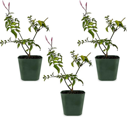 Generic Mini Pink Jasmine Vine, Fragrant and Live Houseplant, 2 Inch Pot, Jasminum Polyanthum (3)