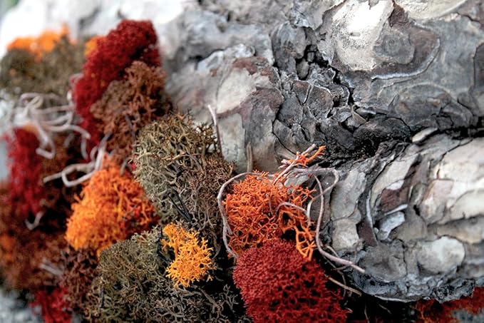SuperMoss (23149) Reindeer Moss Preserved, Red, 8oz