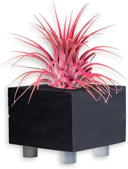 Air Plants - Tillandsia Ionantha - Organically Enhanced Color - Live Arrival Guaranteed - House Plants for Home Decor & Gift (Coral_Glow_2pk+2_Black_Planters)