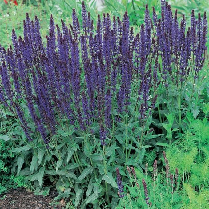 2 Vibrant Sage Salvia Live Plants, Fragrant Perennial Sage Plants Live for Spring Planting, Summer Planting, 5 to 10 Inches in Tall, (Black-Blue)