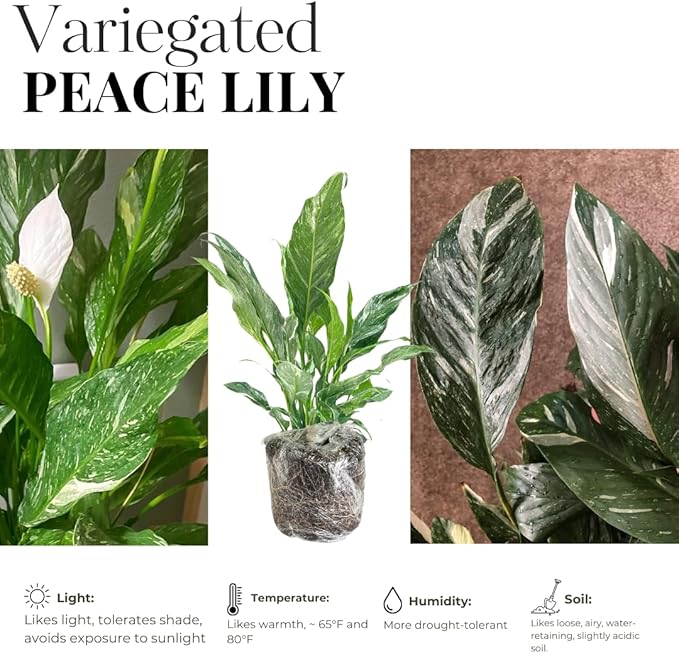 Peace Lily Plant Indoor Live, Well Rooted Peace Lily House Plant, White Flower, Plant Peace Lily Houseplant (Variegated)