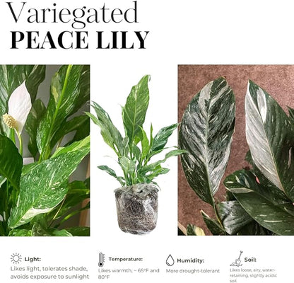 Peace Lily Plant Indoor Live, Well Rooted Peace Lily House Plant, White Flower, Plant Peace Lily Houseplant (Variegated)