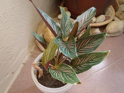 Pin Stripe Calathea - Live Plant in a 4 Inch Pot - Calathea Ornata - Beautiful Easy to Grow Air Purifying Indoor Plant