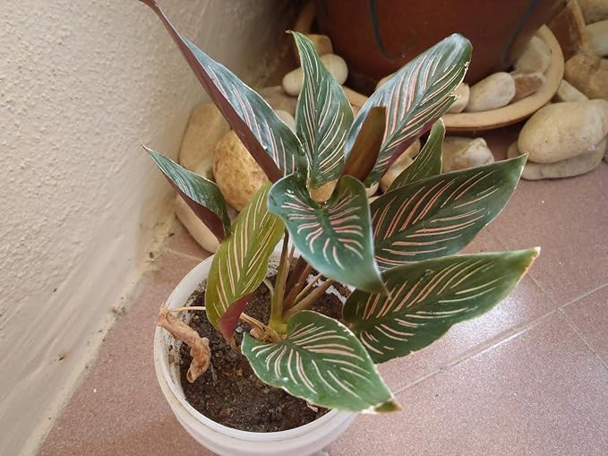 Pin Stripe Calathea - 3 Live Plants in 4 Inch Pots - Calathea Ornata - Beautiful Easy to Grow Air Purifying Indoor Plant