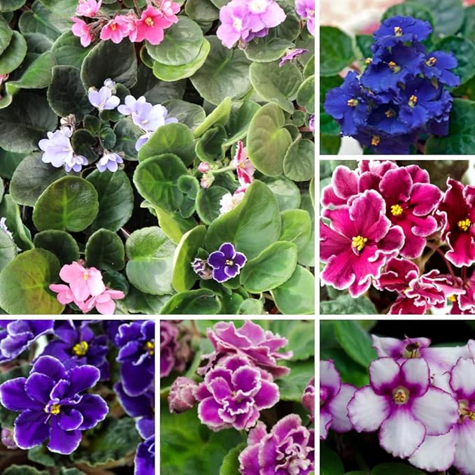 African Violets Live Plants, 4 Inches Pot, African Violet Plant, Easy Care Houseplant for Home and Office Decoration, Random Color