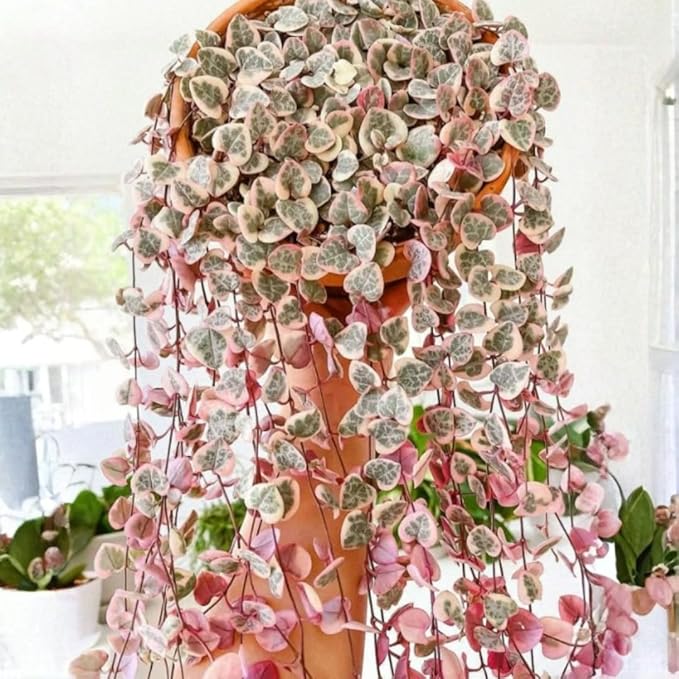 Variegated String of Hearts Live Plants, Easy Indoor Trailing Succulent in 4" Pot, Hanging Succulent Houseplant Indoor Outdoor Planting