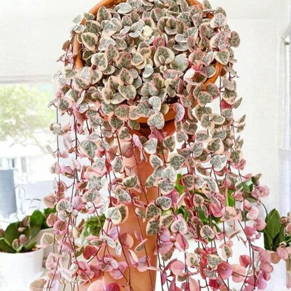 Variegated String of Hearts Live Plants, Easy Indoor Trailing Succulent in 4" Pot, Hanging Succulent Houseplant Indoor Outdoor Planting