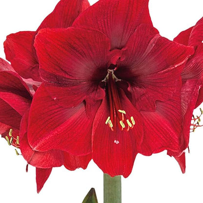 Amaryllis ‘Merengue’ Bulb – Exotic Hippeastrum Cybister Variety with Red Spider-Lily Style Petals | Rare Outdoor Amaryllis Flower Bulb, Easy-to-Grow Tropical Perennial for Garden Beds