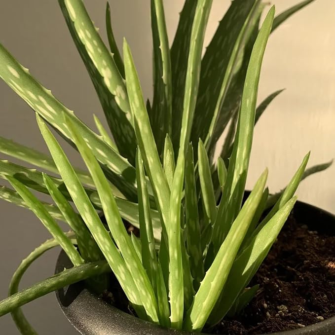 Live Aloe Plant for Planting | Aloe Vera Chinensis Plant in Size 2 Inch Pot | Suitable for Home Garden, Office, and Outdoor Beds | Fully Rooted Houseplant for Indoor Décor, Easy Care & Gift Giving