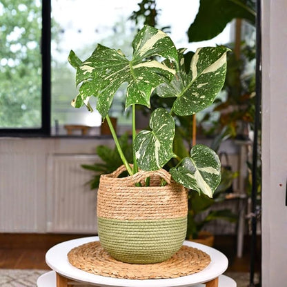 Monstera Plant Live, Thai Constellation Monstera Live Plant, 4 to 6 Inches Tall, Variegated Monstera Houseplant for Home and Office Decoration