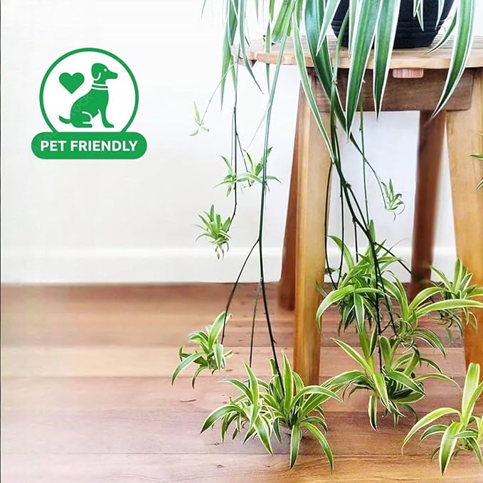 Spider Collection – Bonnie, Reverse & Hawaiian Varieties – Airplane, Pet Friendly Live Indoor Houseplant (8" Spider Plant Reserve)