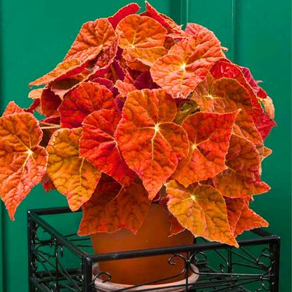 Begonia Plants Live, Rare Begonias Indoor Growing, Hanging Basket, Starter 5 to 9 Inc Tall (Autumn)
