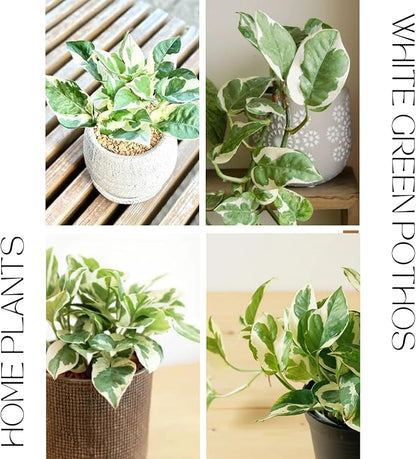 White Green Pothos Plant, Fully Rooted Live Indoor Houseplant, 3 Inc Pot
