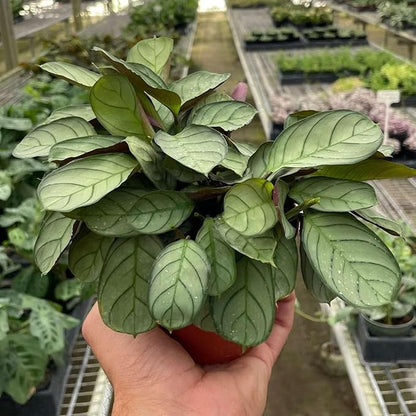 Ctenanthe Burle-Marxii Amagris Live Plant for Indoor | Different Houseplants in 4'' & 6'' Pot | Real House Plant for Living Room, Office & Desk | Never Plant | Fishbone Plant