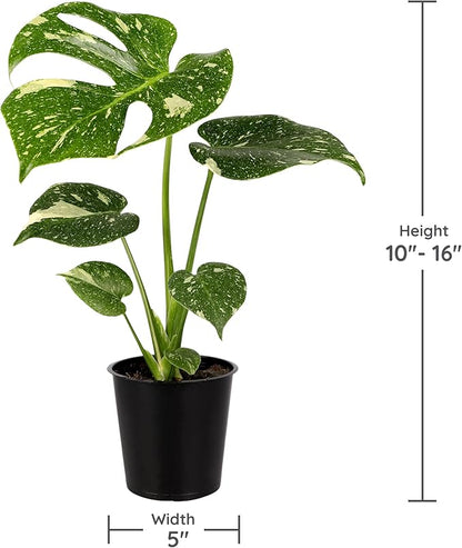 Green Circle Growers 6P Assorted Foliage, Grower Pots, Live Plants