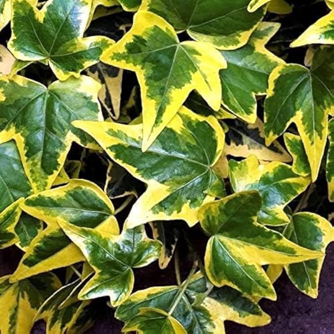 100+ English Ivy Seeds for Planting Outdoors,Climbing Vine Seeds,Ground Cover Seed Creeping Plants for Erosion Control Indoor Hanging Baskets