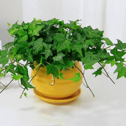 Trailing English Ivy Live Plant, Hardy Green Ivy Plants in 4" Pot, Climbing Plants Outdoor Garden, Easy Care House Plant