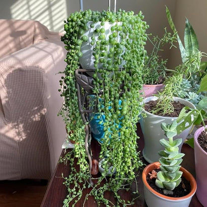 Trailing String of Pearls Live Plant in 2'' Pot, Succulent Plants Live, Trailing Succulent Plants, Easy Care Houseplant for Indoor Garden Décor, Hanging Succulent Live Plant to Grow
