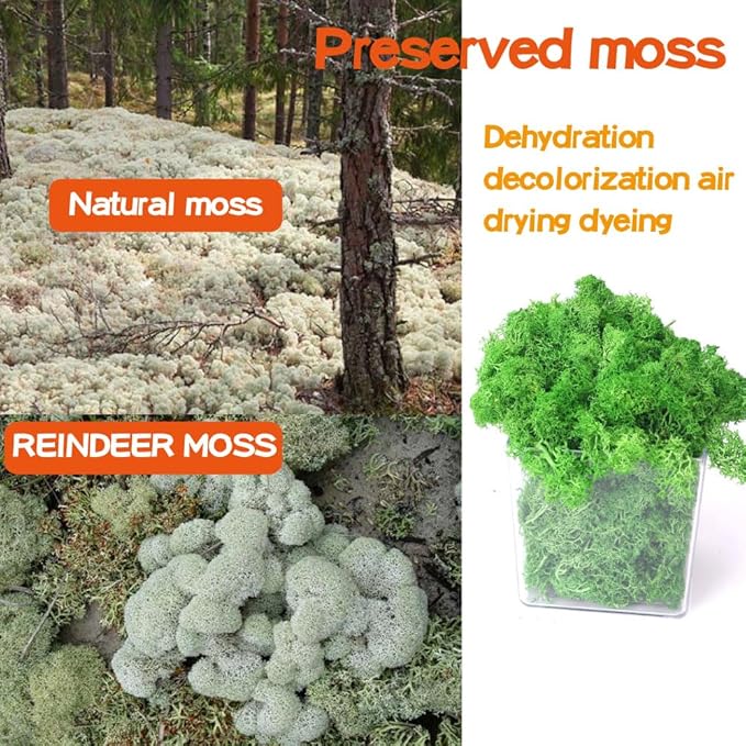 Preserved Moss-3.5 OZ Moss for Crafts Faux Moss Decor Natural Green Moss for Art Wall Florist Decor, Fairy Gardens, Wedding, Floral Project(Bottle Green 3.5 OZ)