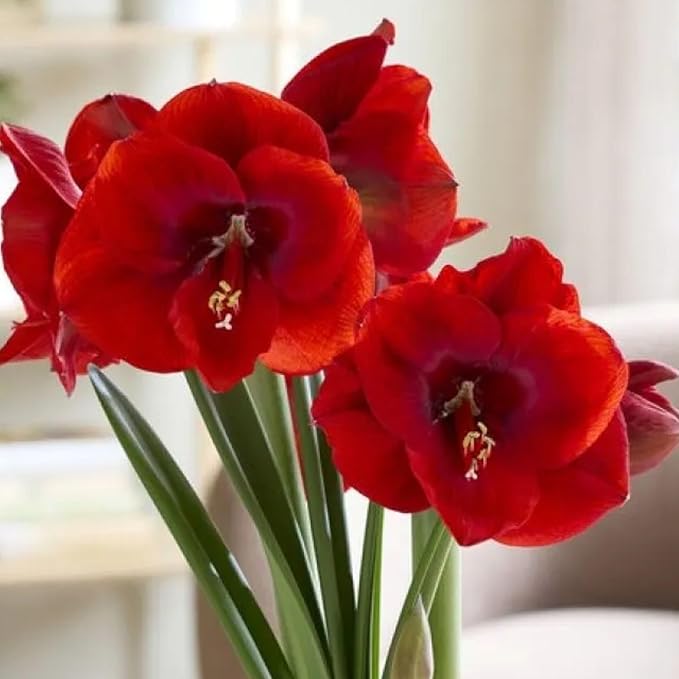 Amaryllis ‘Merengue’ Bulb – Exotic Hippeastrum Cybister Variety with Red Spider-Lily Style Petals | Rare Outdoor Amaryllis Flower Bulb, Easy-to-Grow Tropical Perennial for Garden Beds