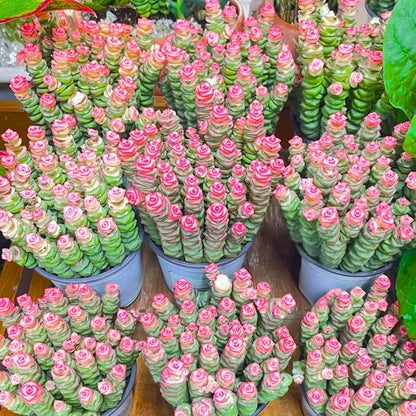 String of Buttons Live Plants, Easy Indoor Trailing Succulent in 4" Pot, Hanging Succulent Houseplant Indoor Outdoor Planting